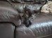 Pure black male kitten