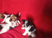 Litter of 5 x Small Jack Tzu Puppies 4 Girls 1 Boy