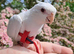 Cockatiel super tame