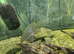 Oscar and 2 plecos