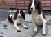 Two 18 month old cocker spaniel sisters