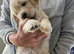 Golden retriever x flat coat retriever puppies