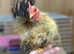 TRUE TO TYPE PURE SILKIED (FLUFFY) SERAMA