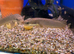 Senegal Bichir (Polypterus senegalus)
