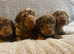 Lovely litter of dachshund puppies
