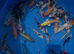 Koi carp 3-4 inch
