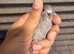 Black Face Budgies