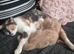 Male ginger and white kitten
