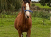 STUNNING HILLGARTH COLT