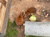 Two spayed Rex females for sale