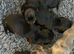 Dachshund puppies