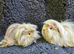 Bonded long haired Guinea pigs