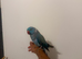 Beautiful blue male sweet Ringneck