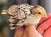 Bobwhite Quail Chicks