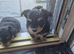 4 pups available pom x jackchi