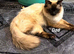Ragdoll kittens available