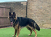 11 month old male