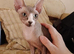 Beautiful 5-month-old female Sphynx looking for her forever home