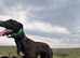 Full working Lurcher