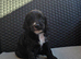 Stunning Cockapoo Puppies - Ready 25th August
