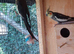 Cockatiels for sale in WS3