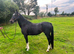 14.2hh 4 year old registered Hackney mare