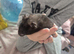 Black Male Syrian Hamster