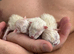 Ragdoll seal point kittens born 19/07/26