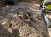 orpington chicks