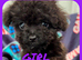 CAVAPOO'S