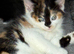 British shorthaired cross Persian kittens