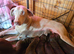 Kc'D Stunning Dobermann pups