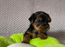 Beautiful small Yorkshire Terrier Pedigree