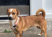 Dachshund x Pug 8 Months Old Baby Pixy