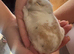Mini lop babies litter of 3