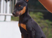 6 month old German pinscher