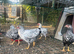 Silver laced bantam Wyandotte pullets for sale