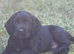 KC registered cocker spaniel puppies