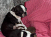 1 beautiful Girl available now