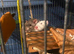 Two female rats