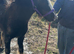 Fell x cob filly