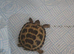 Tortoise for sale with full set up and tank