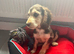 Show cocker spaniels 1 boy 1 girl fully vaccinated