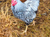 Wyandotte Chicks
