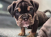 Outstanding healthy Puppies