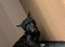 scottish terrier Puppy 2 boys