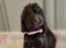 Beautiful puppies