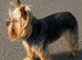 Pedigree KC registered Yorkshire terrier puppies