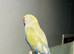 Blue Ringneck talking parrot