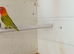 Dilute, split Opaline male